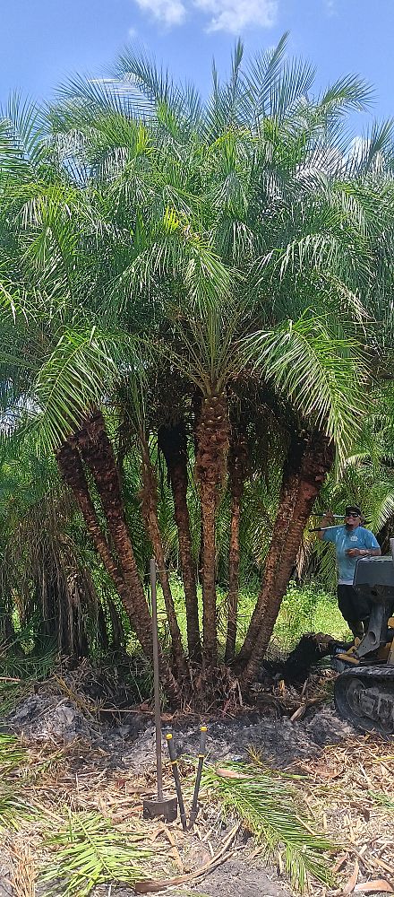 phoenix-reclinata-x-roebelenii-date-palm-hybrid-reclinata-x-roebelenii