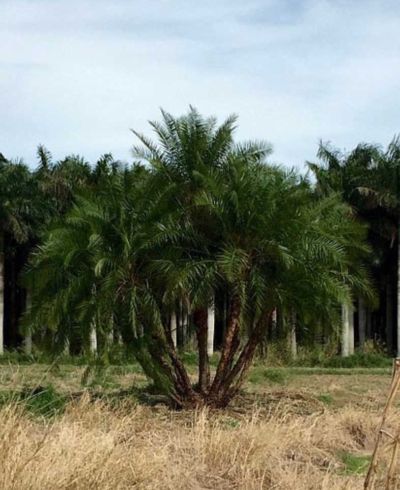phoenix-reclinata-x-roebelenii-date-palm-hybrid-reclinata-x-roebelenii