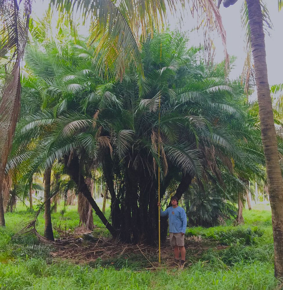 phoenix-reclinata-x-roebelenii-date-palm-hybrid-reclinata-x-roebelenii