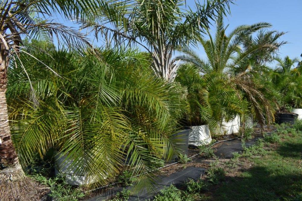 phoenix-reclinata-x-roebelenii-date-palm-hybrid-reclinata-x-roebelenii