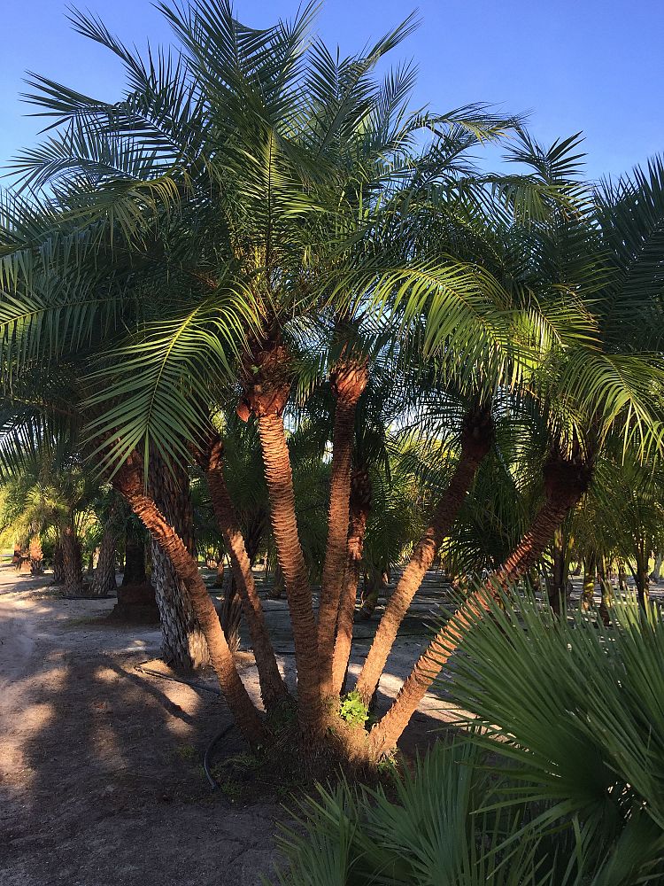 phoenix-reclinata-x-roebelenii-date-palm-hybrid-reclinata-x-roebelenii