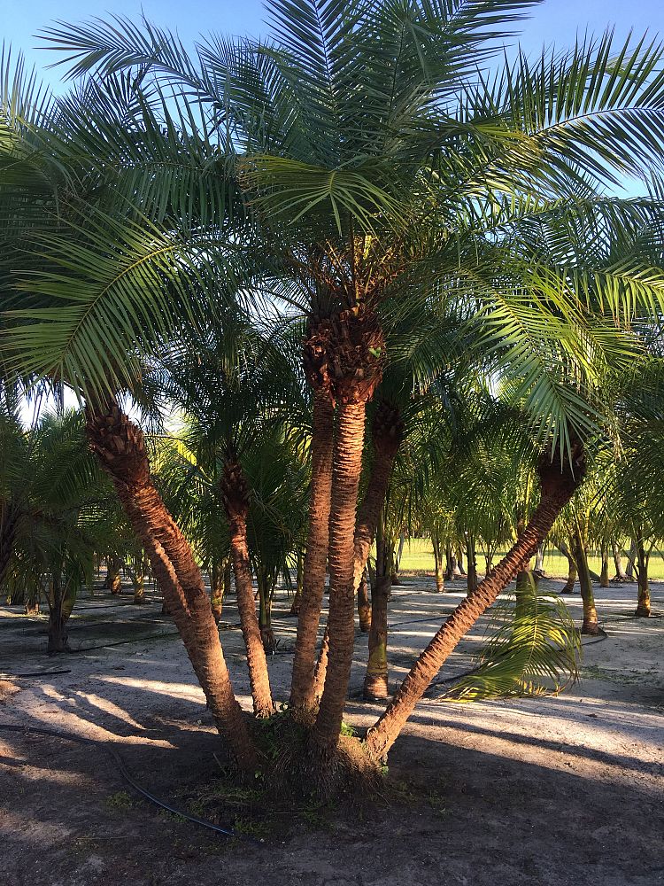 phoenix-reclinata-x-roebelenii-date-palm-hybrid-reclinata-x-roebelenii