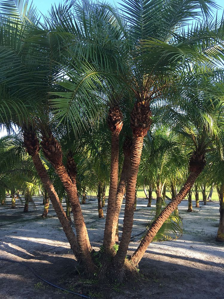 phoenix-reclinata-x-roebelenii-date-palm-hybrid-reclinata-x-roebelenii