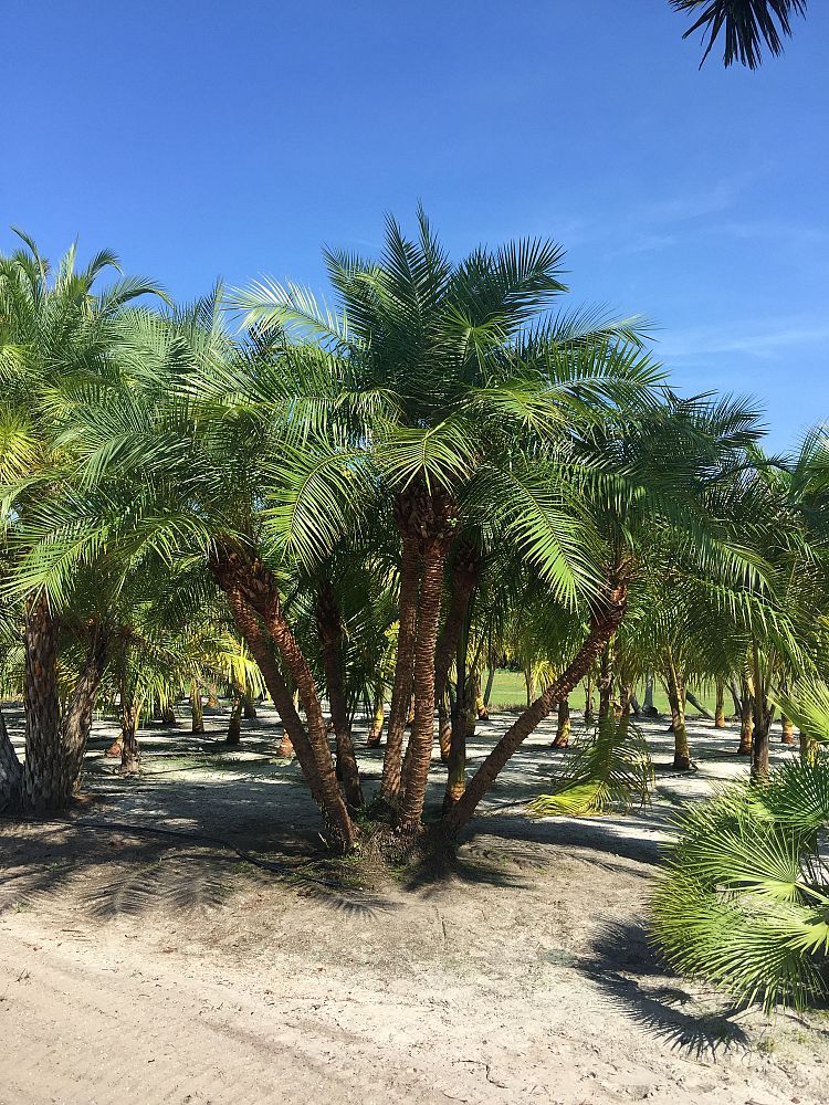 phoenix-reclinata-x-roebelenii-date-palm-hybrid-reclinata-x-roebelenii