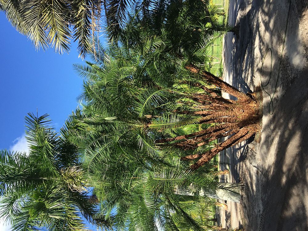 phoenix-reclinata-x-roebelenii-date-palm-hybrid-reclinata-x-roebelenii