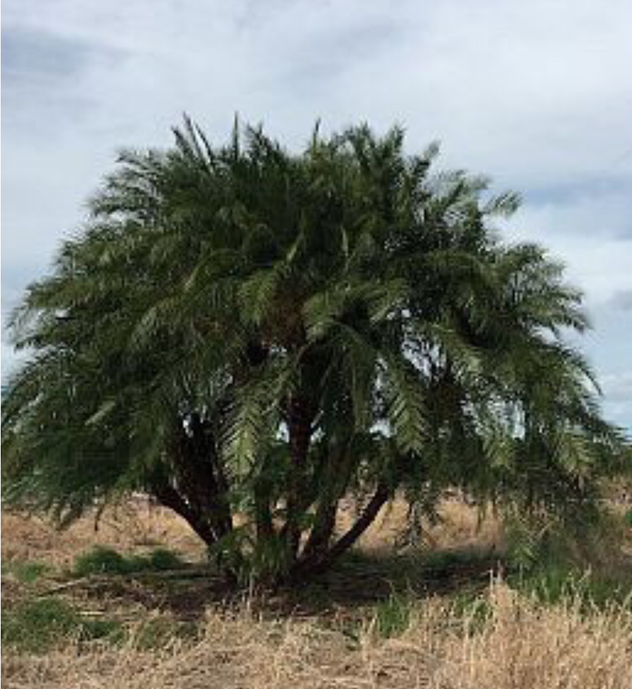 phoenix-reclinata-x-roebelenii-date-palm-hybrid-reclinata-x-roebelenii