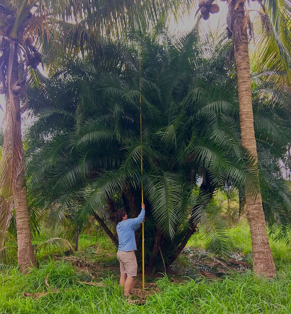 phoenix-reclinata-x-roebelenii-date-palm-hybrid-reclinata-x-roebelenii