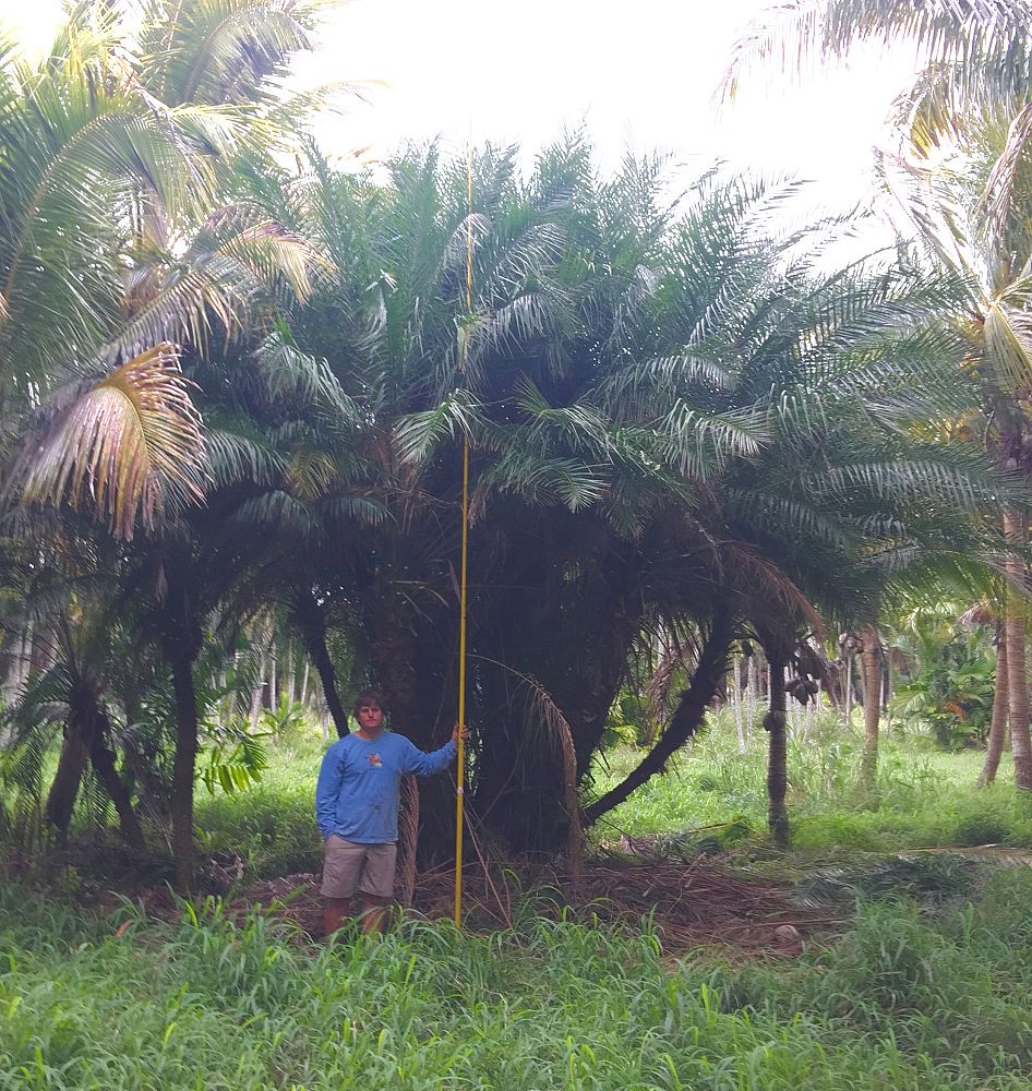 phoenix-reclinata-x-roebelenii-date-palm-hybrid-reclinata-x-roebelenii