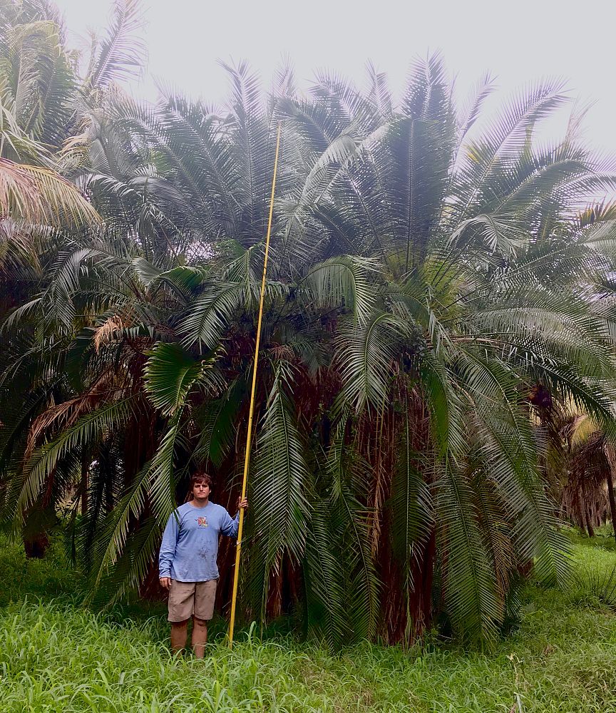 phoenix-reclinata-x-roebelenii-date-palm-hybrid-reclinata-x-roebelenii