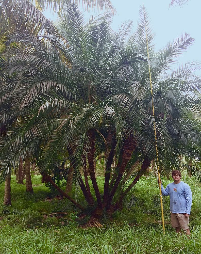 phoenix-reclinata-x-roebelenii-date-palm-hybrid-reclinata-x-roebelenii