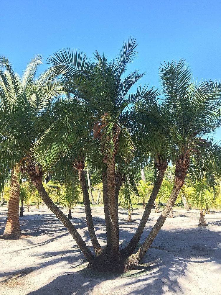 phoenix-reclinata-x-roebelenii-date-palm-hybrid-reclinata-x-roebelenii