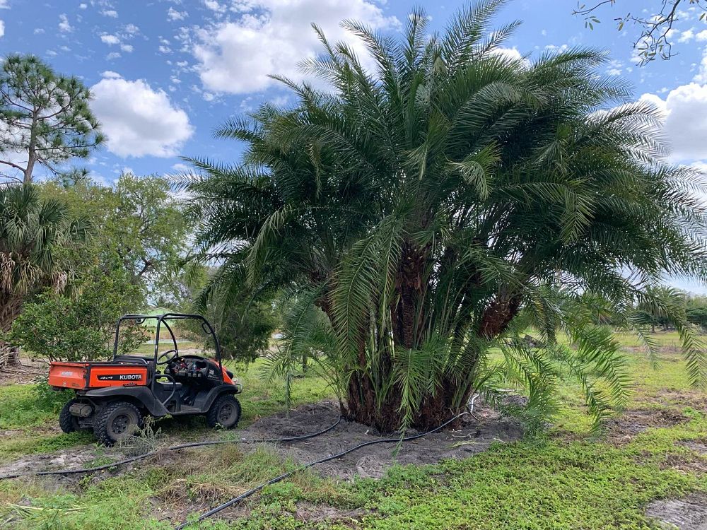 phoenix-reclinata-x-roebelenii-date-palm-hybrid-reclinata-x-roebelenii
