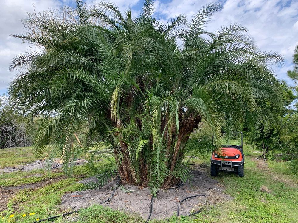 phoenix-reclinata-x-roebelenii-date-palm-hybrid-reclinata-x-roebelenii