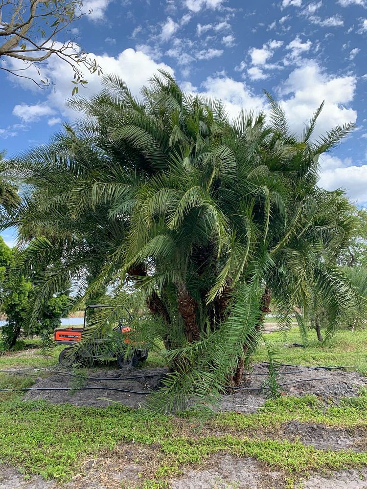 phoenix-reclinata-x-roebelenii-date-palm-hybrid-reclinata-x-roebelenii