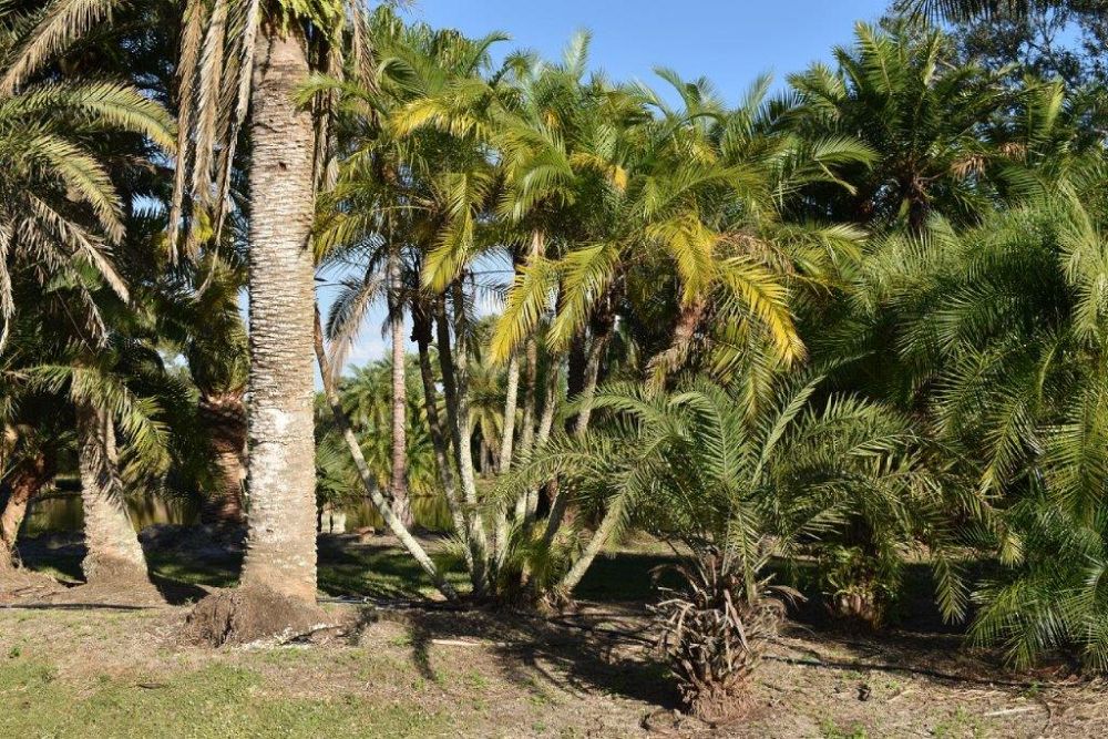 phoenix-reclinata-x-roebelenii-date-palm-hybrid-reclinata-x-roebelenii