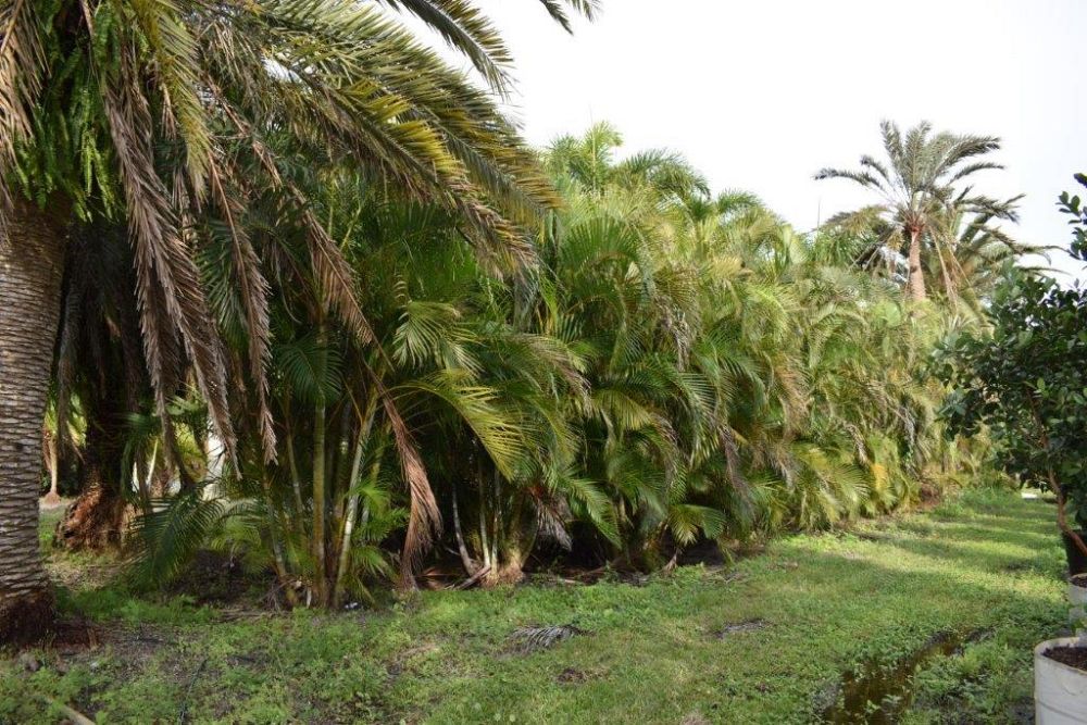 phoenix-reclinata-x-roebelenii-date-palm-hybrid-reclinata-x-roebelenii