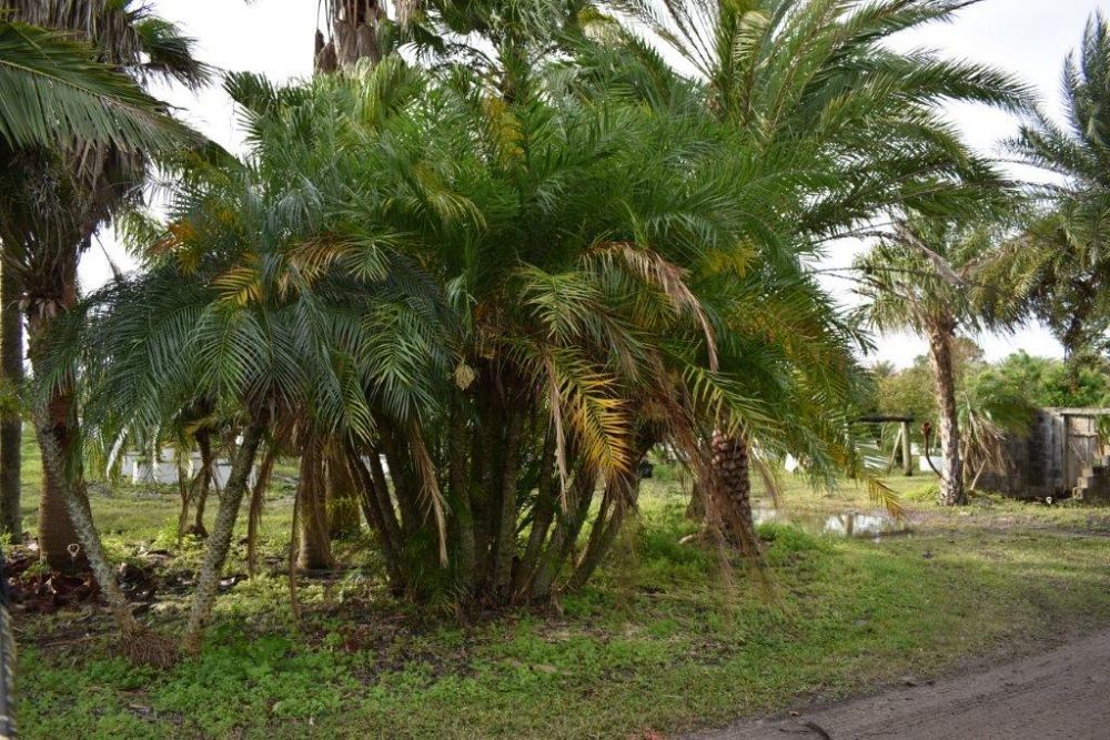 phoenix-reclinata-x-roebelenii-date-palm-hybrid-reclinata-x-roebelenii