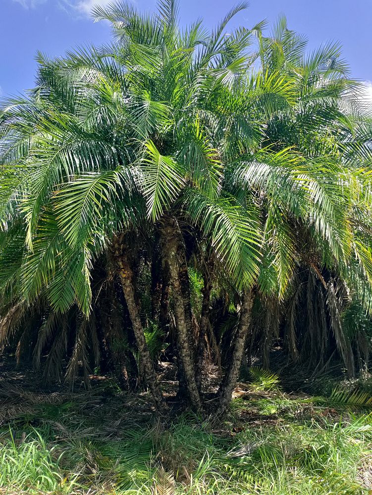 phoenix-reclinata-x-roebelenii-date-palm-hybrid-reclinata-x-roebelenii