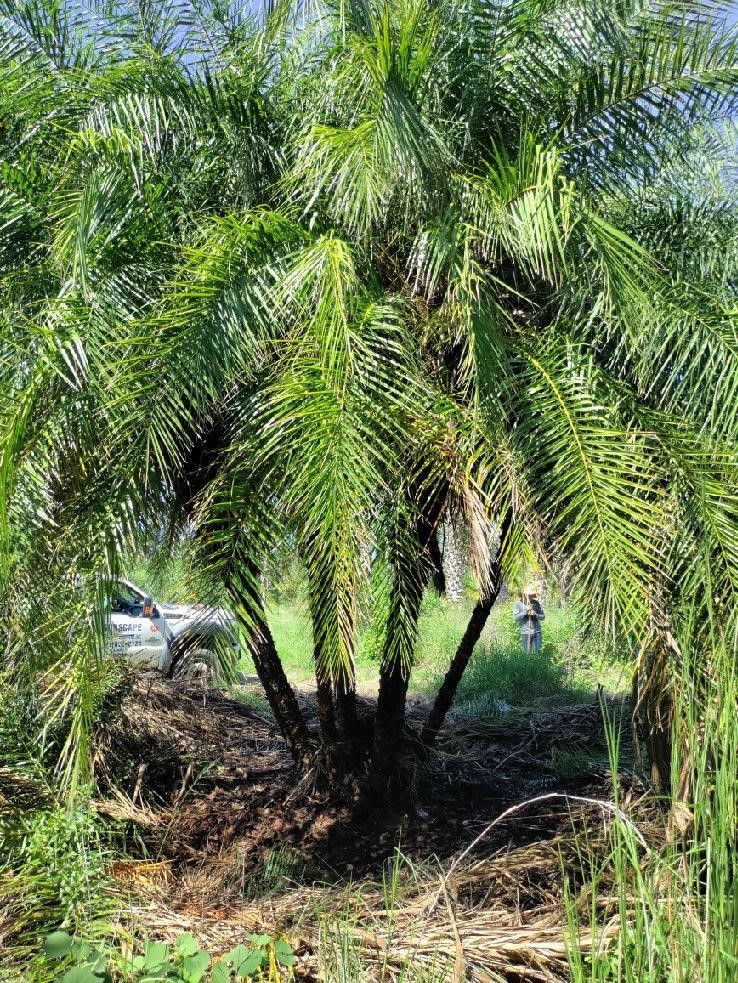 phoenix-reclinata-x-roebelenii-date-palm-hybrid-reclinata-x-roebelenii
