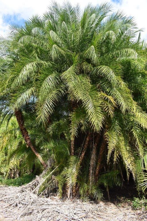 phoenix-reclinata-x-roebelenii-date-palm-hybrid-reclinata-x-roebelenii