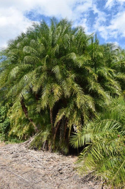 phoenix-reclinata-x-roebelenii-date-palm-hybrid-reclinata-x-roebelenii