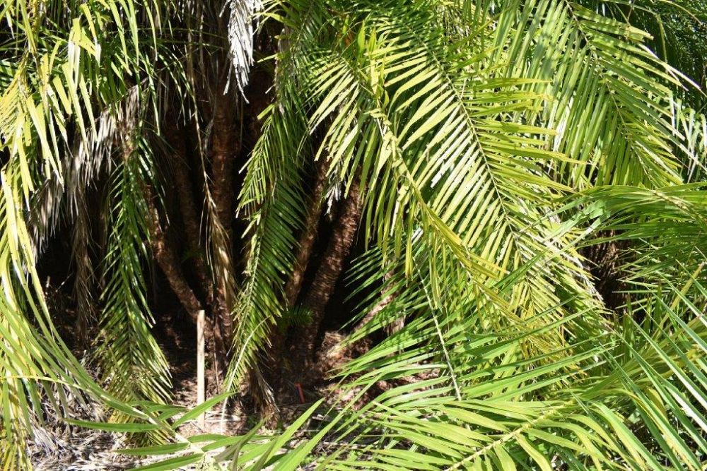 phoenix-reclinata-x-roebelenii-date-palm-hybrid-reclinata-x-roebelenii