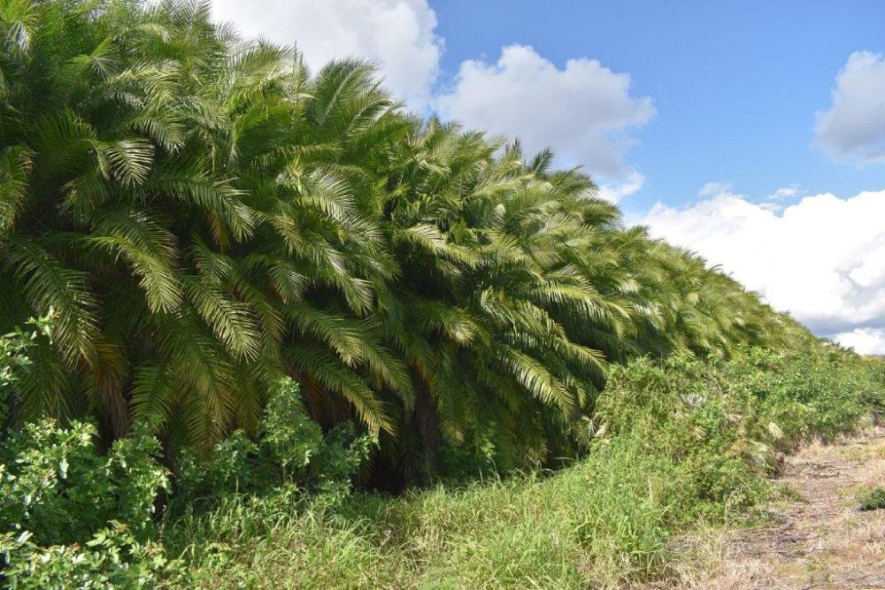 phoenix-reclinata-x-roebelenii-date-palm-hybrid-reclinata-x-roebelenii