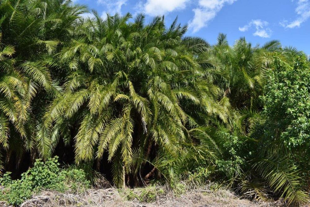 phoenix-reclinata-x-roebelenii-date-palm-hybrid-reclinata-x-roebelenii