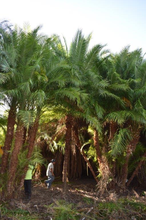 phoenix-reclinata-x-roebelenii-date-palm-hybrid-reclinata-x-roebelenii