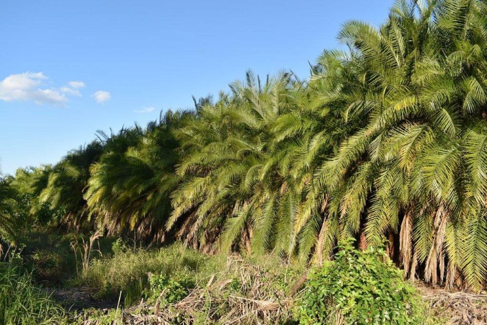 phoenix-reclinata-x-roebelenii-date-palm-hybrid-reclinata-x-roebelenii