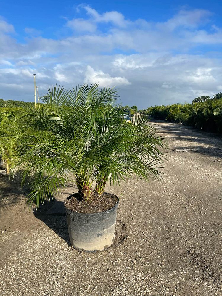 phoenix-reclinata-x-roebelenii-date-palm-hybrid-reclinata-x-roebelenii