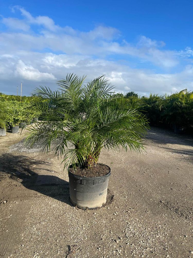 phoenix-reclinata-x-roebelenii-date-palm-hybrid-reclinata-x-roebelenii