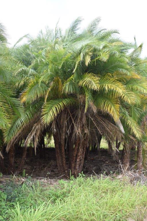 phoenix-reclinata-x-roebelenii-date-palm-hybrid-reclinata-x-roebelenii
