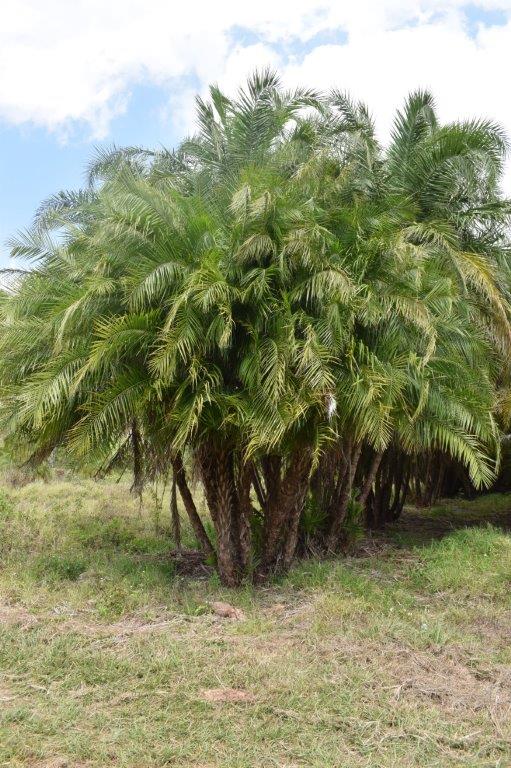phoenix-reclinata-x-roebelenii-date-palm-hybrid-reclinata-x-roebelenii