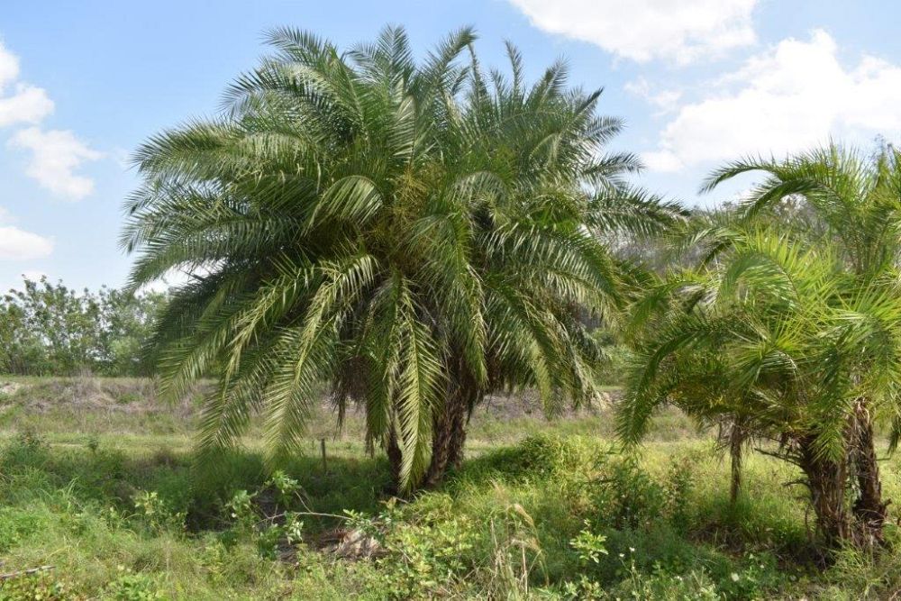 phoenix-reclinata-x-roebelenii-date-palm-hybrid-reclinata-x-roebelenii
