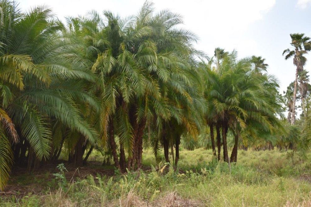 phoenix-reclinata-x-roebelenii-date-palm-hybrid-reclinata-x-roebelenii