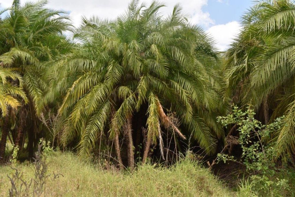 phoenix-reclinata-x-roebelenii-date-palm-hybrid-reclinata-x-roebelenii