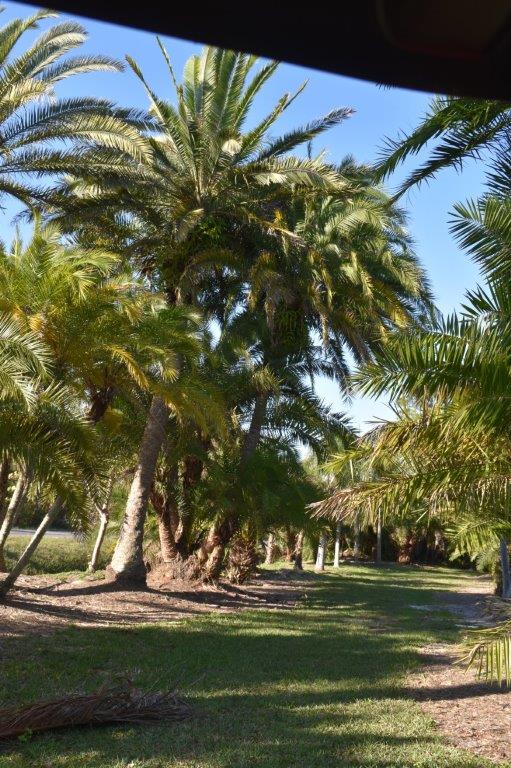 phoenix-reclinata-x-sylvestris-date-palm-hybrid-reclinata-x-sylvester
