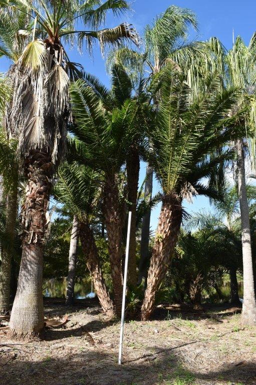 phoenix-reclinata-x-sylvestris-date-palm-hybrid-reclinata-x-sylvester