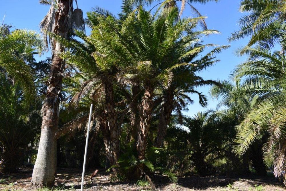 phoenix-reclinata-x-sylvestris-date-palm-hybrid-reclinata-x-sylvester