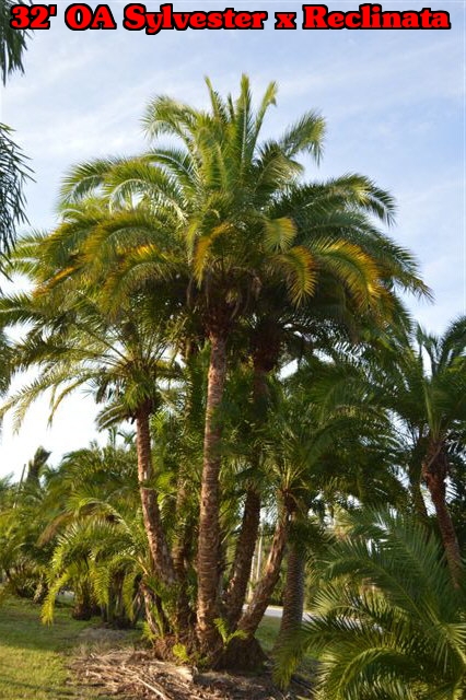 phoenix-reclinata-x-sylvestris-date-palm-hybrid-reclinata-x-sylvester