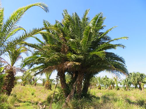 phoenix-reclinata-x-sylvestris-date-palm-hybrid-reclinata-x-sylvester