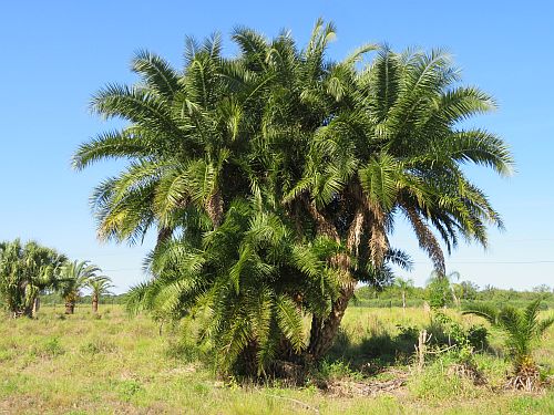 phoenix-reclinata-x-sylvestris-date-palm-hybrid-reclinata-x-sylvester