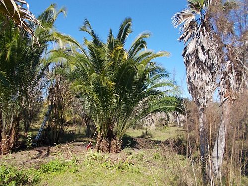phoenix-reclinata-x-sylvestris-date-palm-hybrid-reclinata-x-sylvester