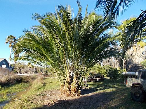 phoenix-reclinata-x-sylvestris-date-palm-hybrid-reclinata-x-sylvester