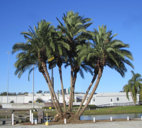 phoenix-reclinata-x-sylvestris-date-palm-hybrid-reclinata-x-sylvester