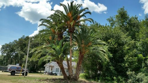 phoenix-reclinata-x-sylvestris-date-palm-hybrid-reclinata-x-sylvester