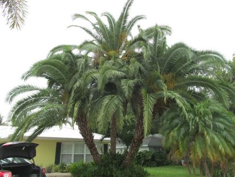 phoenix-reclinata-x-sylvestris-date-palm-hybrid-reclinata-x-sylvester