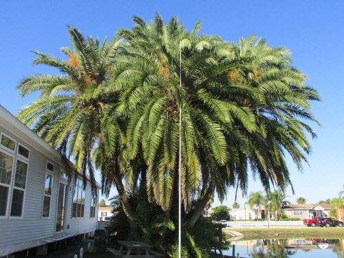 phoenix-reclinata-x-sylvestris-date-palm-hybrid-reclinata-x-sylvester
