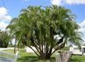 phoenix-reclinata-x-sylvestris-date-palm-hybrid-reclinata-x-sylvester